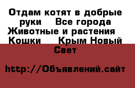 Отдам котят в добрые руки. - Все города Животные и растения » Кошки   . Крым,Новый Свет